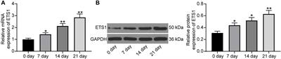 ETS Proto-Oncogene 1 Suppresses MicroRNA-128 Transcription to Promote Osteogenic Differentiation Through the HOXA13/β-Catenin Axis